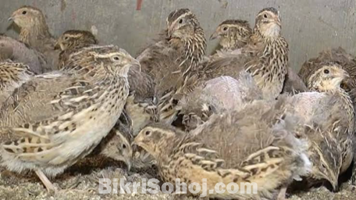রানিং কোয়েল পাখি